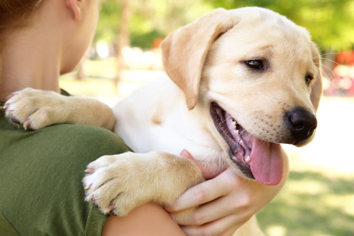 An overview of animal-assisted therapy